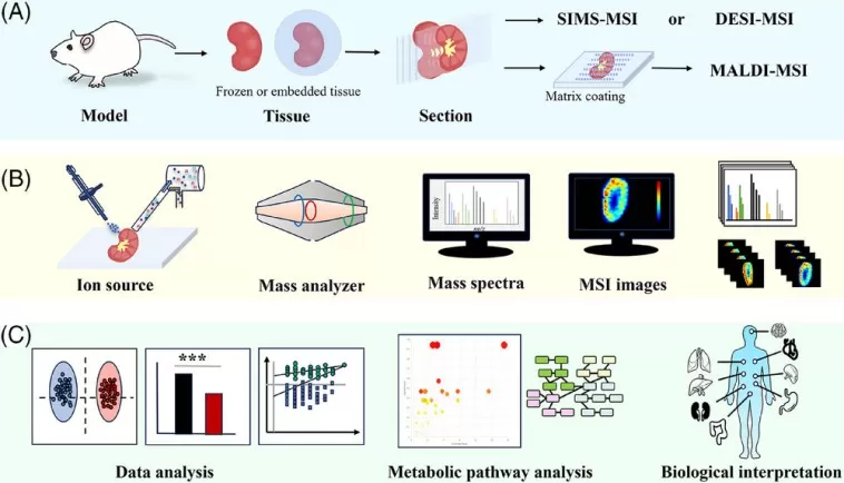 Typical workflow for spatially resolved metabolomics